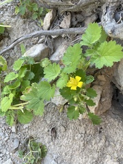 Eucnide bartonioides