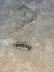 Lophocampa roseata
