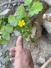 Eucnide bartonioides
