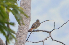 Myiodynastes luteiventris