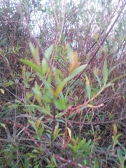 Phyllanthus sellowianus