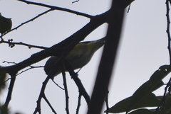 Vireo solitarius