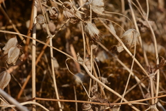 Trifolium cyathiferum