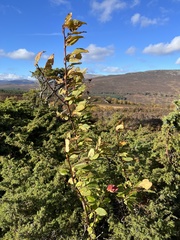 Prunus padus