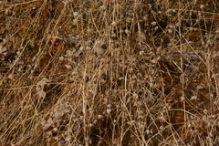 Trifolium cyathiferum