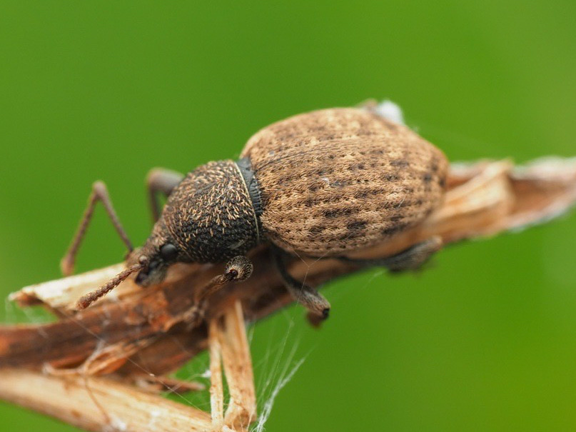 Raucous Broad-nosed Weevil