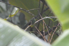 Saucerottia beryllina