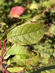 Prunus padus