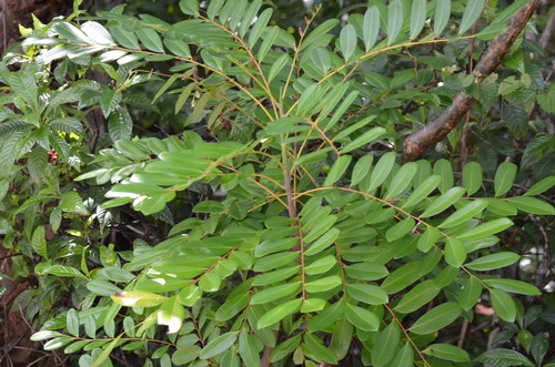 Paradisetree (Simarouba glauca)