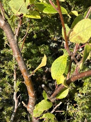 Prunus padus