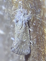 Acrolophus heppneri