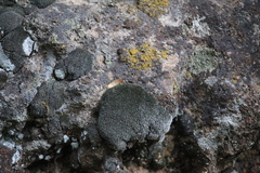 Grimmia laevigata
