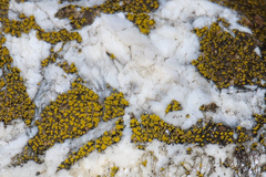 Candelariella aurella