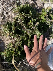 Selaginella lepidophylla