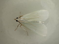 Palpita