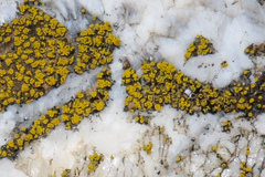 Candelariella aurella