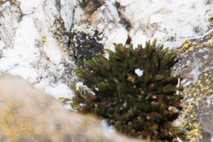 Orthotrichum anomalum