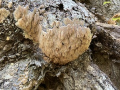 Basidioradulum radula