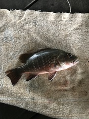 Lutjanus argentimaculatus