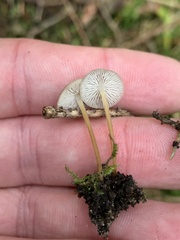 Strobilurus esculentus