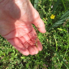 Scutellaria racemosa