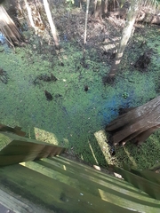 Callitriche stagnalis