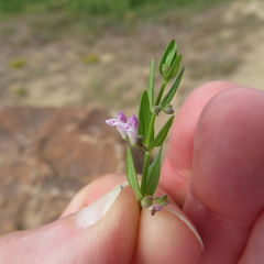 Scutellaria racemosa