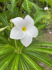 Plumeria