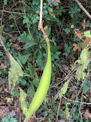 Campsis radicans