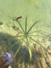 Cyperus alternifolius