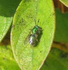 Augochloropsis viridula