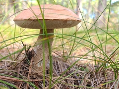 Leccinum vulpinum