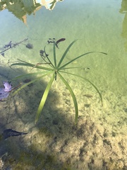 Cyperus alternifolius