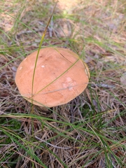 Leccinum vulpinum