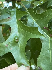 Taphrina caerulescens
