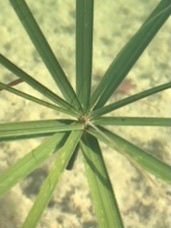 Cyperus alternifolius