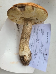 Leccinum vulpinum