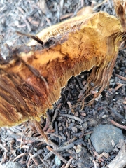 Pyrofomes juniperinus
