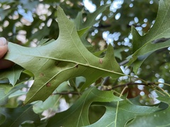 Taphrina caerulescens
