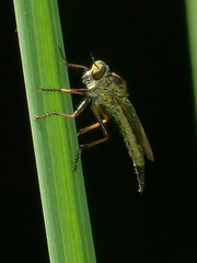 Neomochtherus auricomus