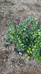 Ilex cornuta