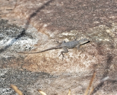 Tropidurus