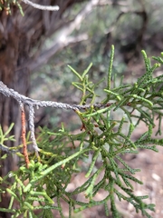 Pyrofomes juniperinus