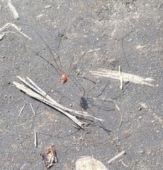 Phalangioidea