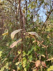 Cornus sericea