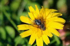 Oestroidea