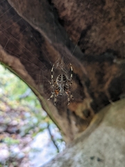 Neoscona domiciliorum