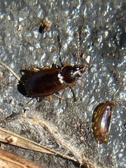 Trechus obtusus