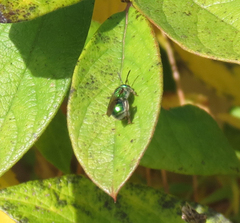Augochloropsis viridula