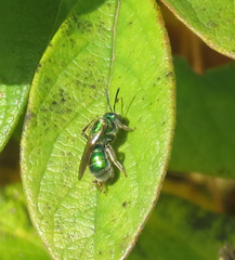 Augochloropsis viridula